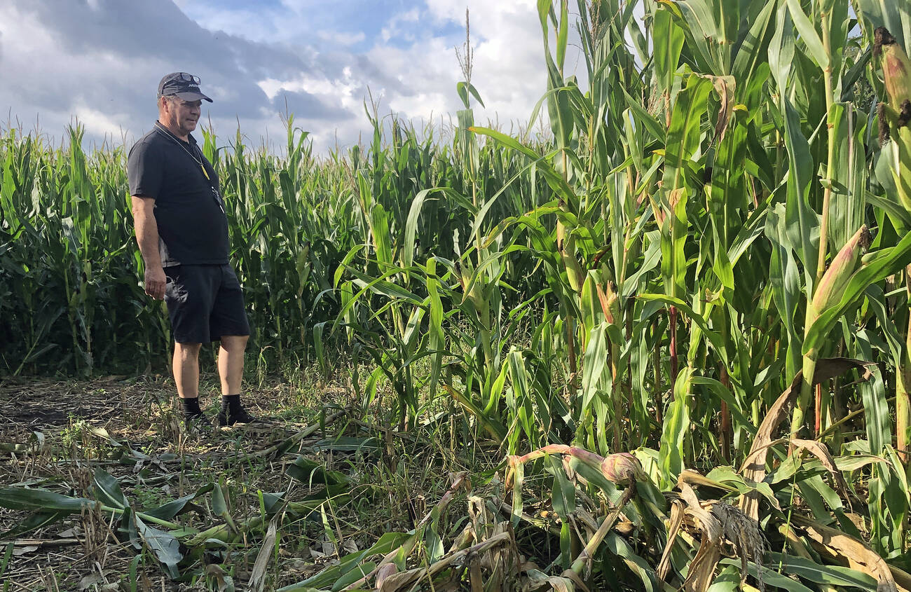 – Ingen tvekan om att det är gris som har varit framme här, konstaterar Jägareförbundet Skånes ordförande Lasse Persson.